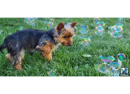Yorkshire Terrier