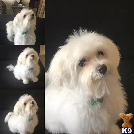 Maltese