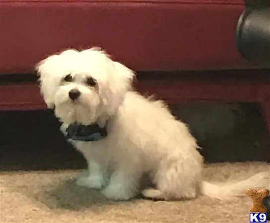 Maltese stud dog