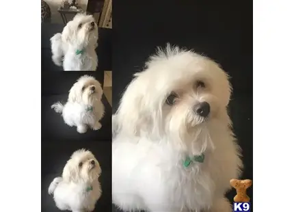 Maltese