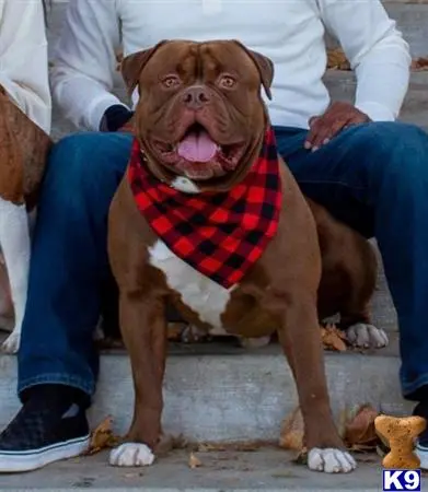 American Bulldog stud dog