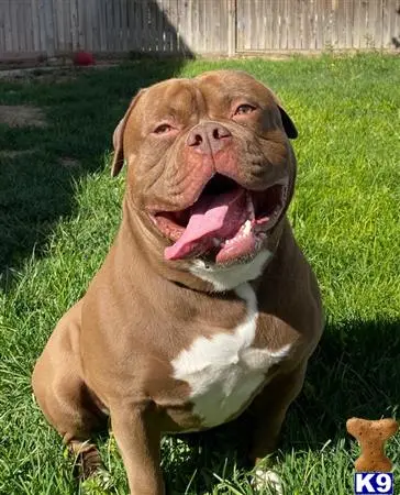 American Bulldog stud dog