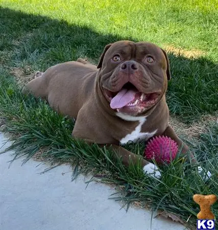 American Bulldog stud dog