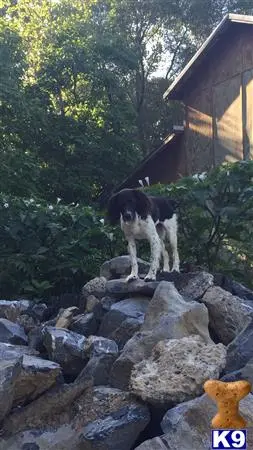 English Springer Spaniel female dog