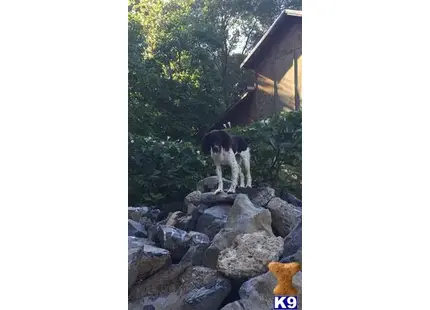 English Springer Spaniel