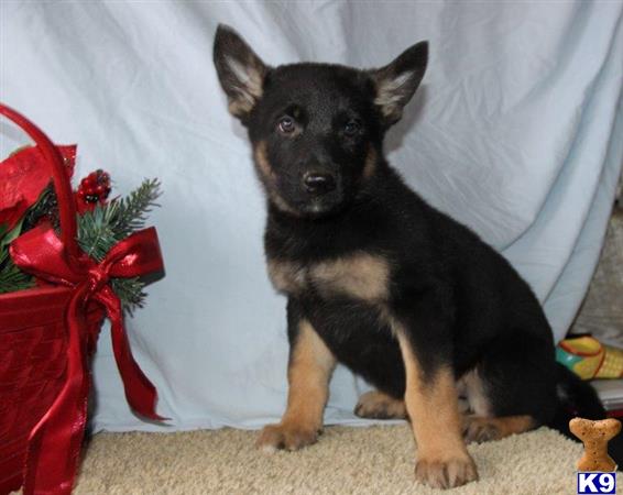 German Shepherd