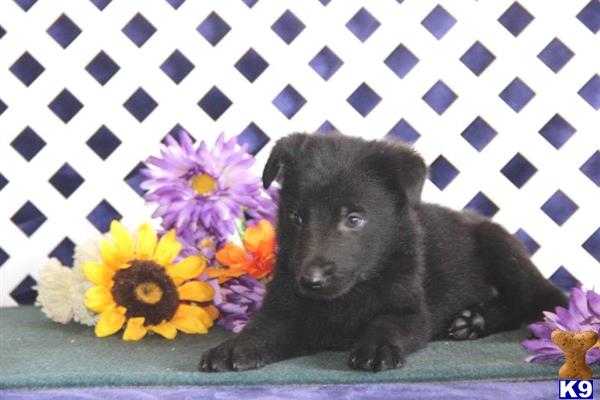 puppy scammer list 2016 german shepherd puppy for sale midnight rm purebred german shepherd puppy rdy 8 20 puppy scammer list 2016 german shepherd puppy for sale midnight rm purebred german shepherd puppy rdy 8 20