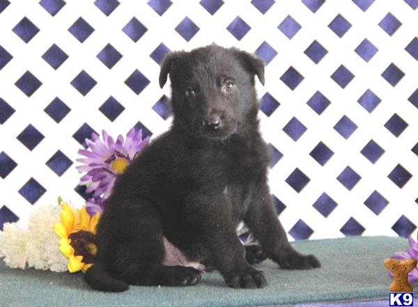 puppy scammer list 2016 german shepherd puppy for sale midnight rm purebred german shepherd puppy rdy 8 20 puppy scammer list 2016 german shepherd puppy for sale midnight rm purebred german shepherd puppy rdy 8 20