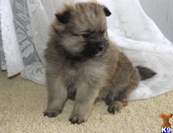 pomeranian eskimo mix for sale pomeranian puppy for sale as pomeranian eskimo 75 25 design 4 years pomeranian eskimo mix for sale pomeranian puppy for sale as pomeranian eskimo 75 25 design 4 years