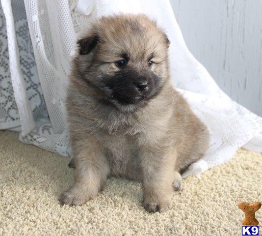 pomeranian eskimo mix for sale pomeranian puppy for sale yukon as pomeranian eskimo 75 25 designer 4 years pomeranian eskimo mix for sale pomeranian puppy for sale yukon as pomeranian eskimo 75 25 designer 4 years