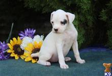 boxer puppy posted by rbowman