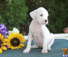 boxer puppy posted by rbowman