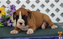 boxer puppy posted by rbowman