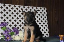 german shepherd puppy posted by rbowman