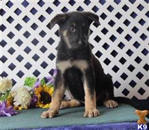 german shepherd puppy posted by rbowman