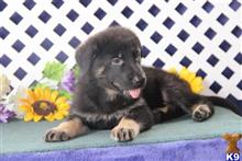 german shepherd puppy posted by rbowman