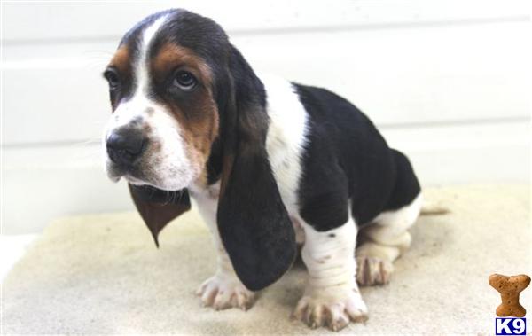 Basset Hound dog