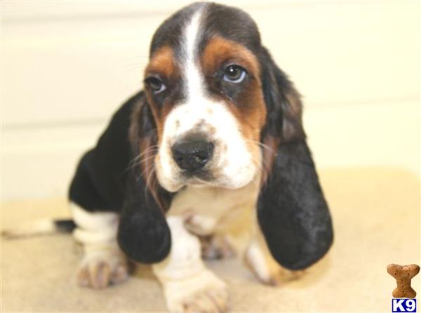 Basset Hound dog