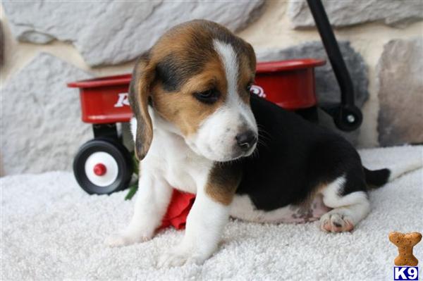 Beagle