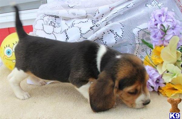 Beagle