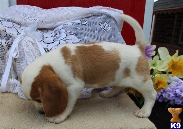 Beagle dog