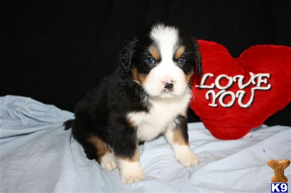 Bernese Mountain Dog