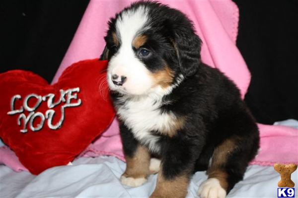 Bernese Mountain Dog