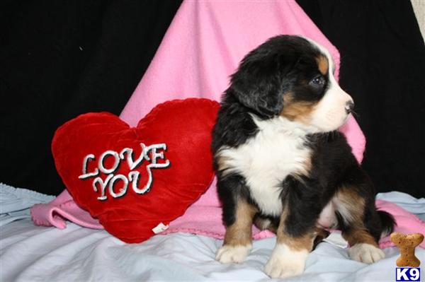 Bernese Mountain Dog