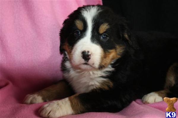 Bernese Mountain Dog