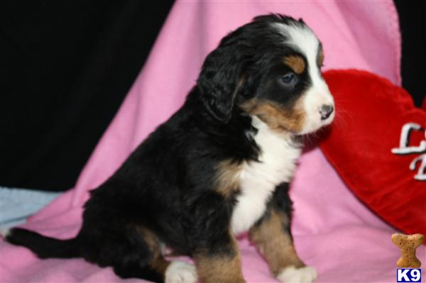 Bernese Mountain Dog