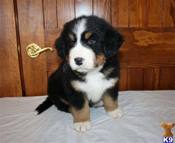 Bernese Mountain Dog