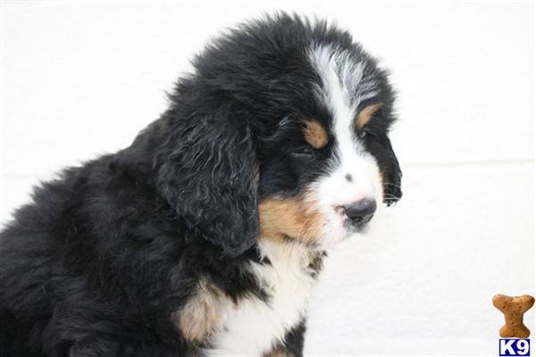 Bernese Mountain Dog