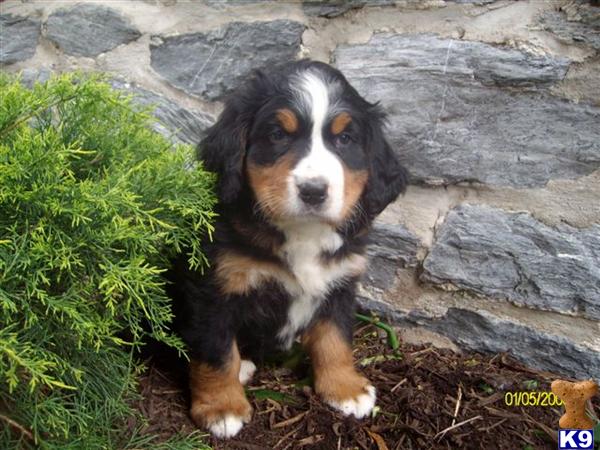 Bernese Mountain Dog