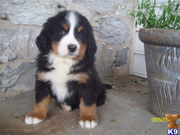 Bernese Mountain Dog