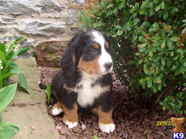 Bernese Mountain Dog