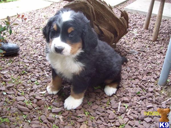 Bernese Mountain Dog