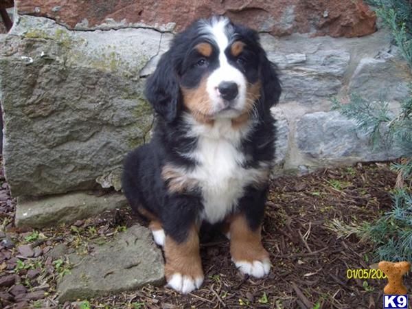 Bernese Mountain Dog