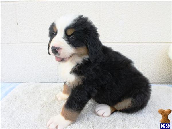 Bernese Mountain Dog