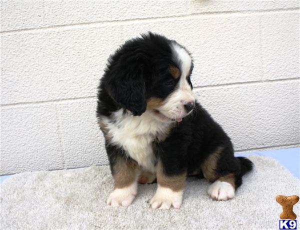 Bernese Mountain Dog