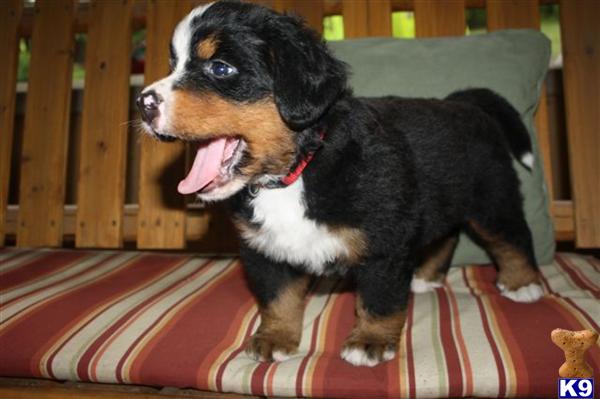 Bernese Mountain Dog