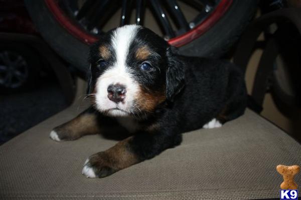 Bernese Mountain Dog