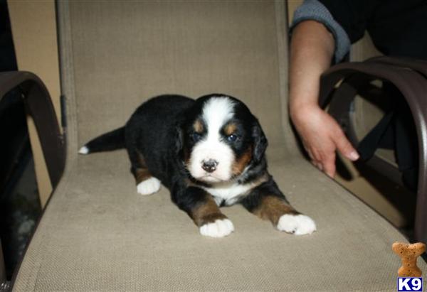 Bernese Mountain Dog