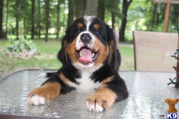 Bernese Mountain Dog