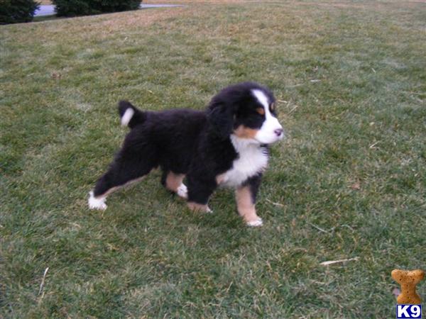 Bernese Mountain Dog