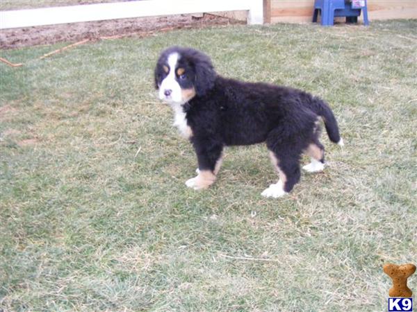 Bernese Mountain Dog