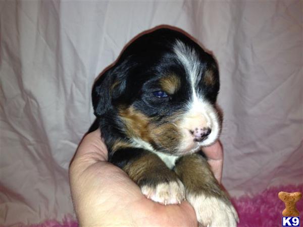 Bernese Mountain Dog