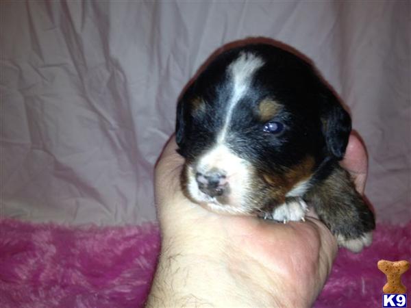 Bernese Mountain Dog