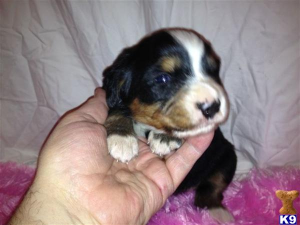 Bernese Mountain Dog