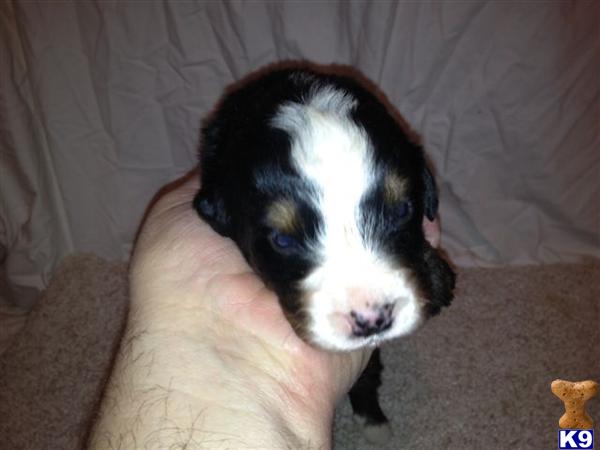 Bernese Mountain Dog