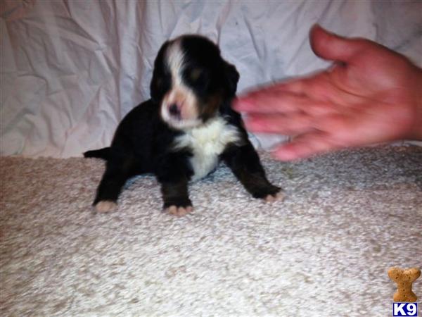 Bernese Mountain Dog